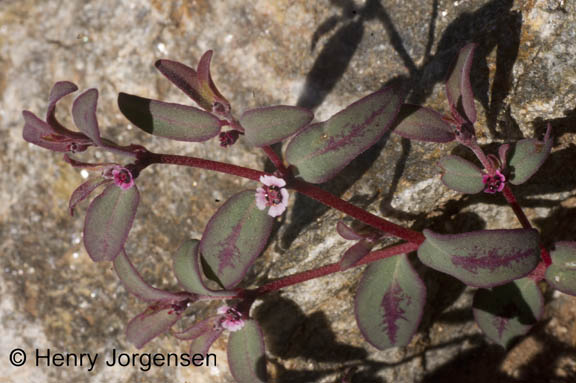 Euphorbia pediculifera var. pediculifera
